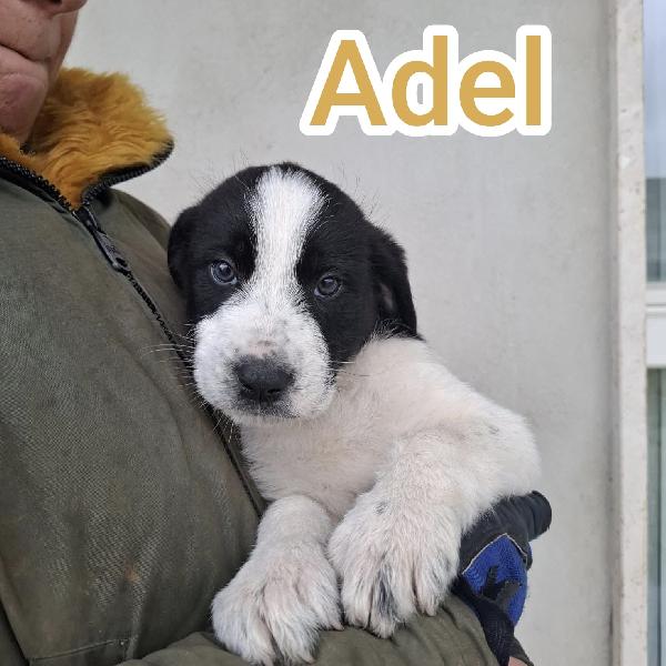 Adel, Amy, Alex e Annie cercano casa Foto 5